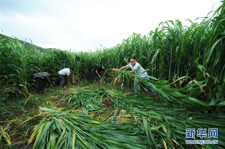 （在習(xí)近平新時(shí)代中國特色社會主義思想指引下&mdash;&mdash;新時(shí)代新作為新篇章&middot;圖文互動）（6）三年村干部 一世農(nóng)村情&mdash;&mdash;記貴州石阡農(nóng)村扶貧干部
