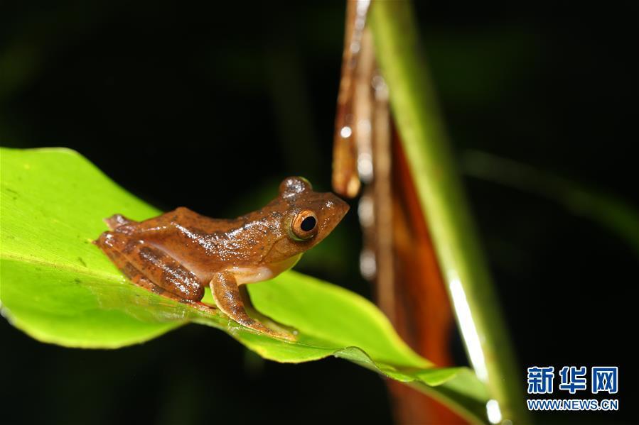 (新華全媒頭條·圖文互動(dòng))(1)歸來(lái)的雨林