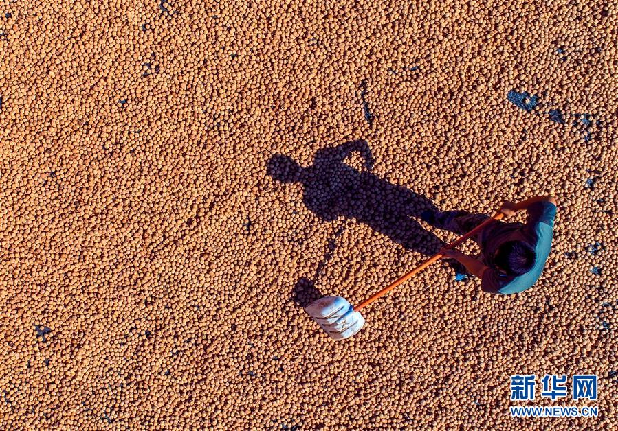 （在習近平新時代中國特色社會主義思想指引下&mdash;&mdash;新時代新作為新篇章&middot;鄉(xiāng)村振興戰(zhàn)略&middot;圖文互動）（2）&ldquo;小山貨&rdquo;成為&ldquo;黃金果&rdquo;&mdash;&mdash;河北涉縣山核桃&ldquo;抱團發(fā)展&rdquo;贏市場