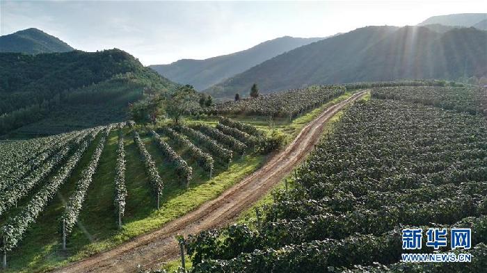 （百城百縣百企調(diào)研行&middot;圖文互動(dòng)）（7）吉林集安：邊陲&ldquo;綠色明珠&rdquo;為何如此閃亮？