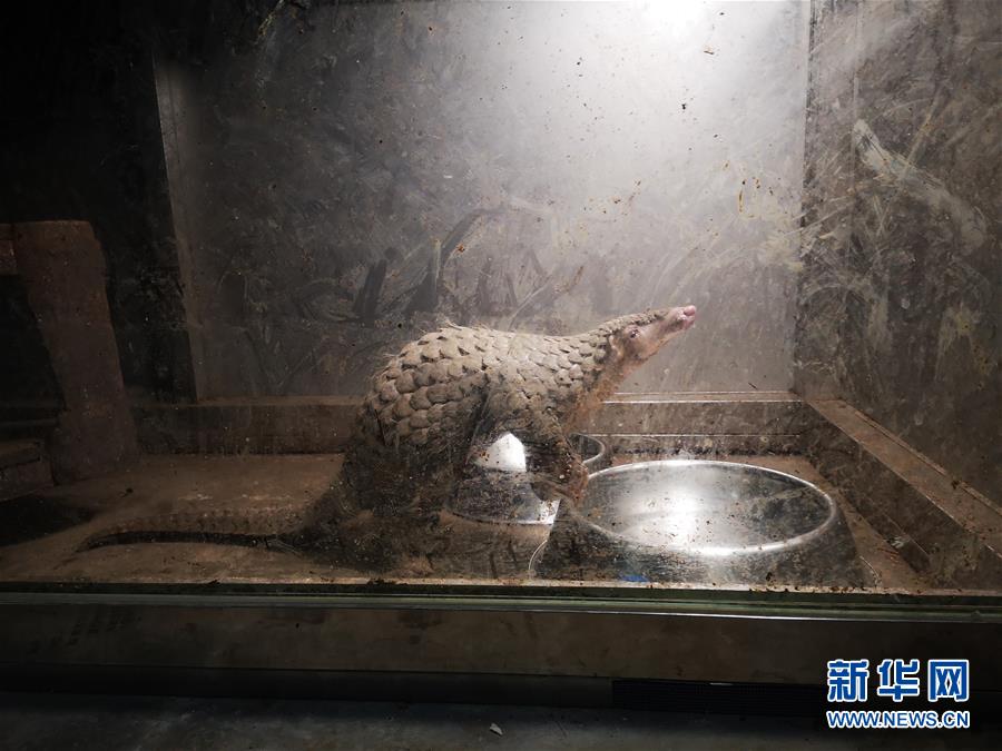 （鏡觀中國(guó)&middot;新華社國(guó)內(nèi)照片一周精選）（16）幸存的穿山甲