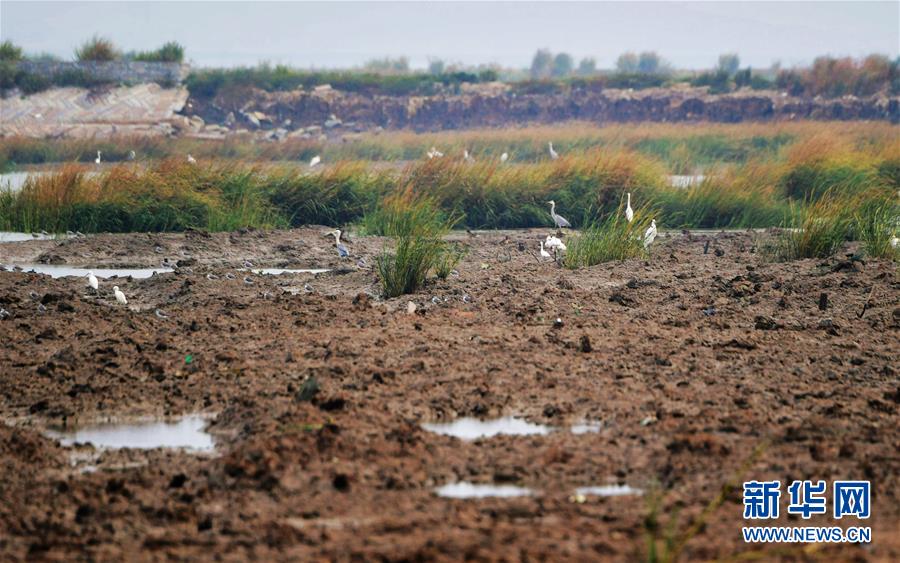 （新華視點&middot;圖文互動）（3）福建10名黨員干部被問責(zé)的背后：7部門十余次執(zhí)法未能有效制止泉州灣濕地圍墾行為