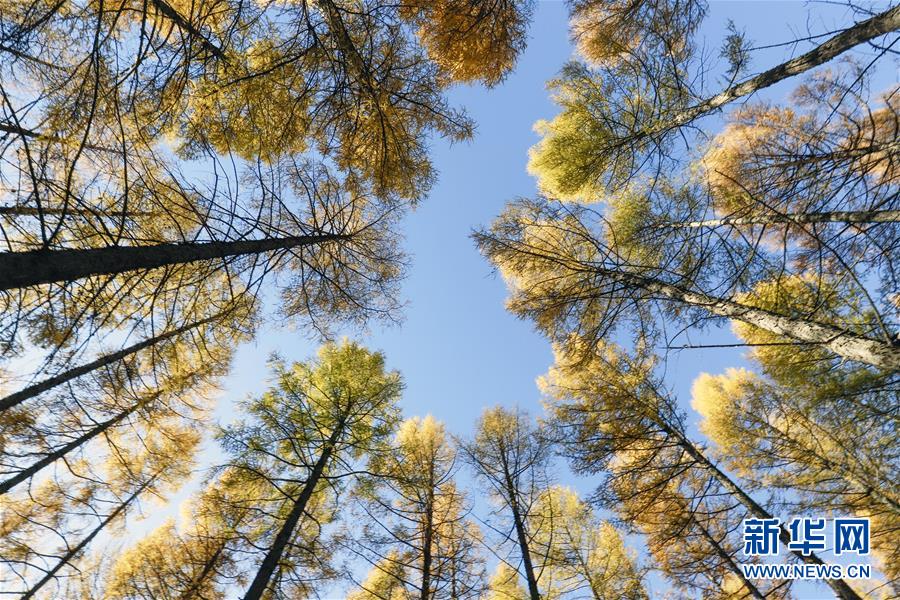 （新華全媒頭條&middot;圖文互動(dòng)）（9）那一抹綠色，走進(jìn)越來越多人心里&mdash;&mdash;河北塞罕壩續(xù)寫新時(shí)代綠色傳奇