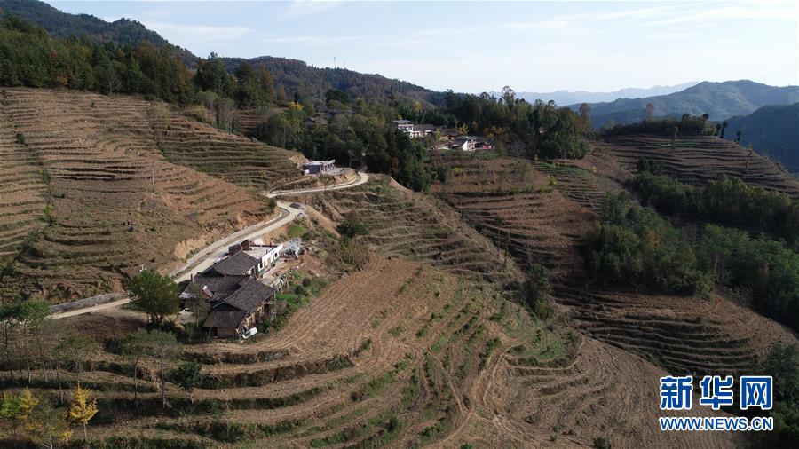 (在習(xí)近平新時(shí)代中國特色社會主義思想指引下·慶祝改革開放40周年·共享發(fā)展·圖文互動(dòng))(3)“浙江親人”請心安 白茶苗已種滿山——浙江安吉捐贈四川青川白茶苗種植地探訪