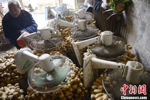 資料圖：山西太原蔬菜批發(fā)市場，姜販用多臺電風扇風干新鮮潮濕的生姜。<a target='_blank' ><p  align=