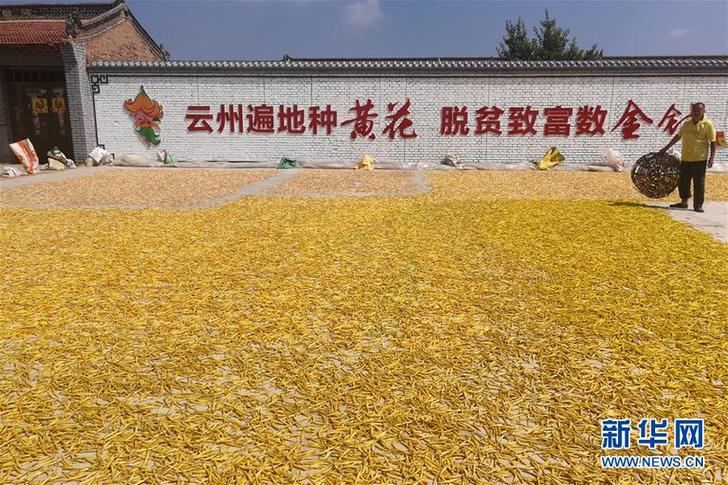 （在習(xí)近平新時代中國特色社會主義思想指引下&mdash;&mdash;新時代新作為新篇章&middot;鄉(xiāng)村振興戰(zhàn)略&middot;圖文互動）（2）一株忘憂草，萬家喜眉梢&mdash;&mdash;山西省大同市云州區(qū)黃花產(chǎn)業(yè)扶貧觀察