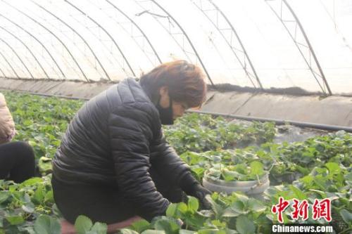 正值隆冬時節(jié)，山西省長治市長子縣天寒地凍，最低氣溫已有零下十幾度，當(dāng)?shù)氐氖卟舜笈飪?nèi)卻&ldquo;春意盎然&rdquo;、生機勃勃。　王維寧 攝