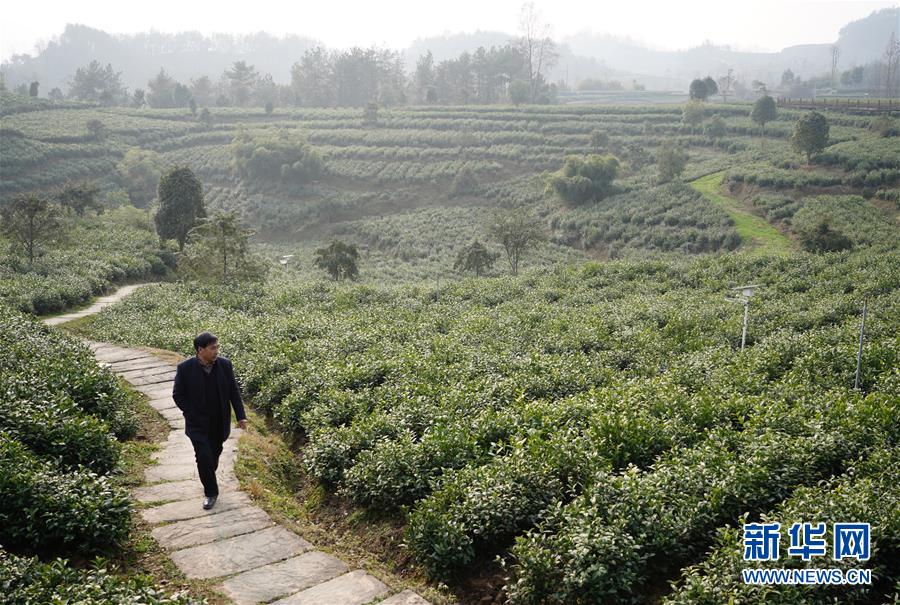 (在習(xí)近平新時代中國特色社會主義思想指引下——新時代新作為新篇章·鄉(xiāng)村振興戰(zhàn)略·圖文互動)(1)老支書王興強(qiáng)的新“茶事”