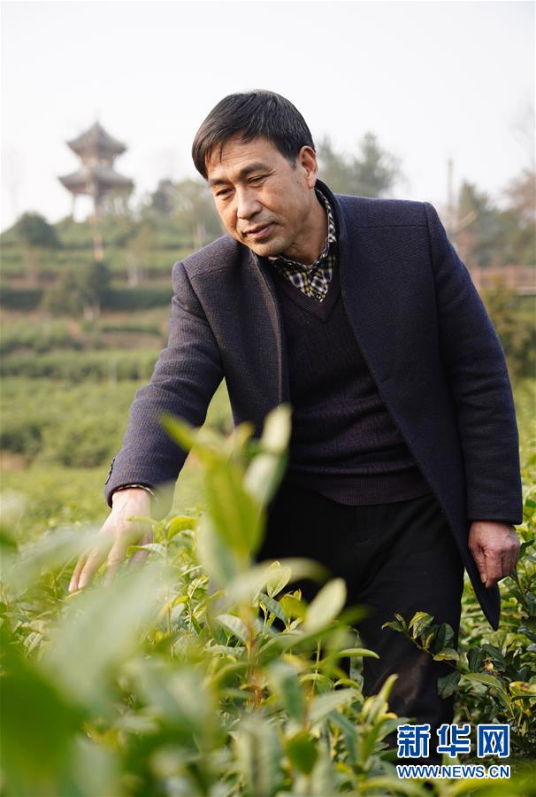 (在習(xí)近平新時代中國特色社會主義思想指引下——新時代新作為新篇章·鄉(xiāng)村振興戰(zhàn)略·圖文互動)(3)老支書王興強(qiáng)的新“茶事”