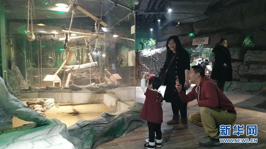 (新春走基層·圖文互動(dòng))(1)新疆“新年俗”:動(dòng)物王國(guó)學(xué)知識(shí) 冰雪世界強(qiáng)身體