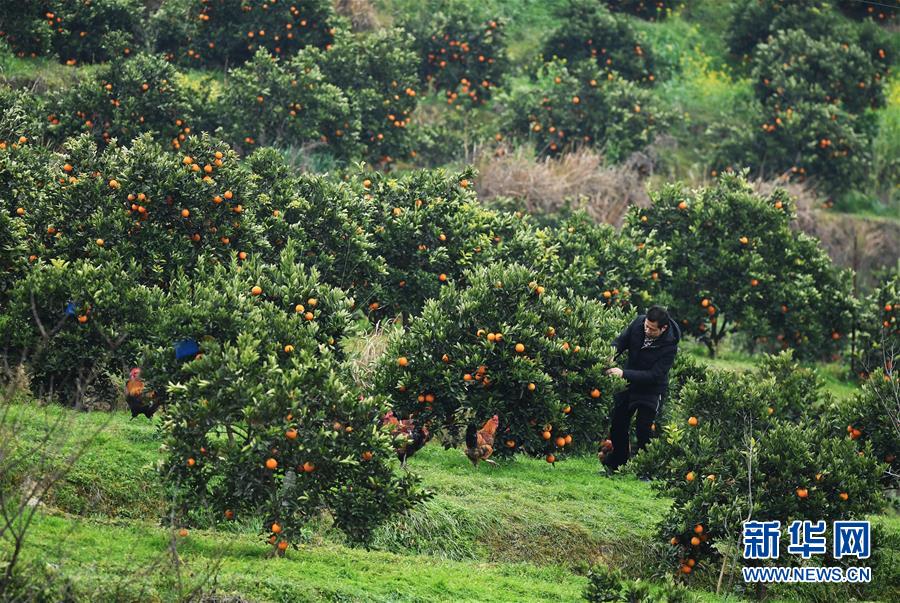 （新春走基層&middot;圖文互動(dòng)）（2）一個(gè)橙子的八年&ldquo;蛻變史&rdquo;