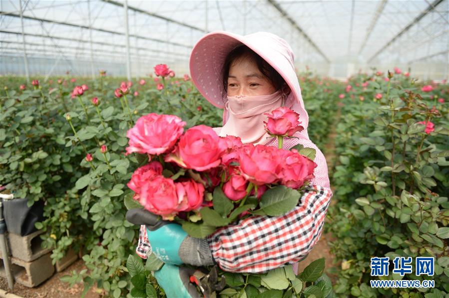 (在習(xí)近平新時代中國特色社會主義思想指引下——新時代新作為新篇章·圖文互動)(1)紅土高原上掀起“綠色旋風(fēng)”