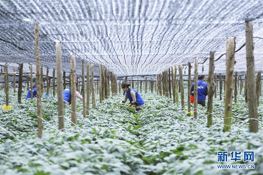 (在習(xí)近平新時代中國特色社會主義思想指引下——新時代新作為新篇章·圖文互動)(3)紅土高原上掀起“綠色旋風(fēng)”