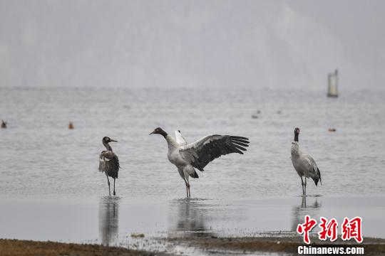 圖為在納帕海濕地棲息的黑頸鶴?！⑷疥?yáng) 攝