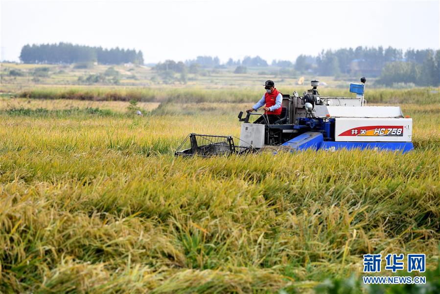 （新華全媒頭條&middot;愛國(guó)情 奮斗者&middot;圖文互動(dòng)）（6）一個(gè)村的奮斗，一個(gè)時(shí)代的巨變&mdash;&mdash;記敢&ldquo;蹚新路&rdquo;的小崗人