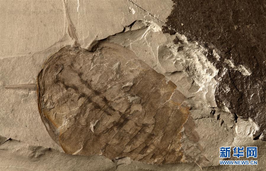 （新華全媒頭條&middot;圖文互動(dòng)）（10）探尋5億年前&ldquo;生命大爆炸&rdquo;之奧秘&mdash;&mdash;中國科學(xué)家發(fā)現(xiàn)寒武紀(jì)&ldquo;化石寶庫&rdquo;清江生物群紀(jì)實(shí)