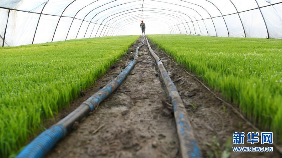 （壯麗70年&middot;奮斗新時(shí)代&middot;圖文互動）（7）&ldquo;光腚屯&rdquo;富了美了&mdash;&mdash;《暴風(fēng)驟雨》原型地黑龍江元寶村振興見聞 