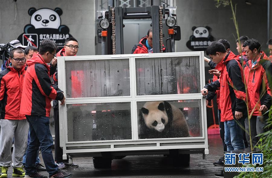 （社會(huì)）（5）大熊貓&ldquo;如意&rdquo;&ldquo;丁丁&rdquo;啟程前往俄羅斯