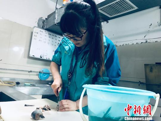 于雅麗在餌料操作間，準(zhǔn)備著動(dòng)物們的食物?！“瑧c龍 攝