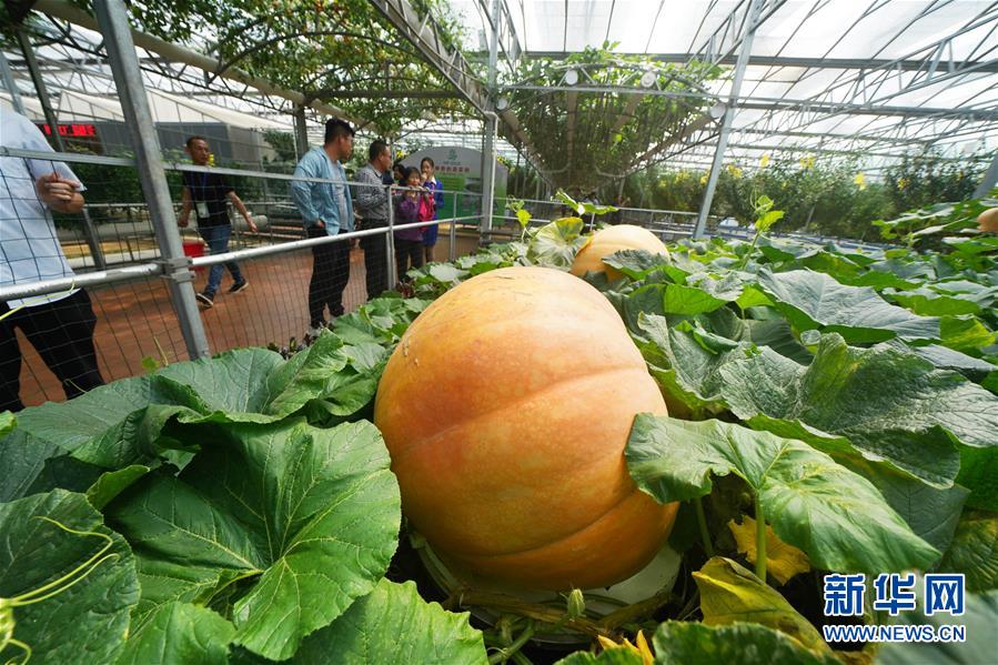 (壯麗70年·奮斗新時代·圖文互動)(11)山東壽光:一棵“菜”興一座城