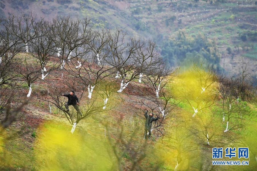 (在習(xí)近平新時(shí)代中國(guó)特色社會(huì)主義思想指引下——新時(shí)代新作為新篇章)(8)重慶巫山:“生態(tài)寶貝”變身“搖錢樹(shù)”