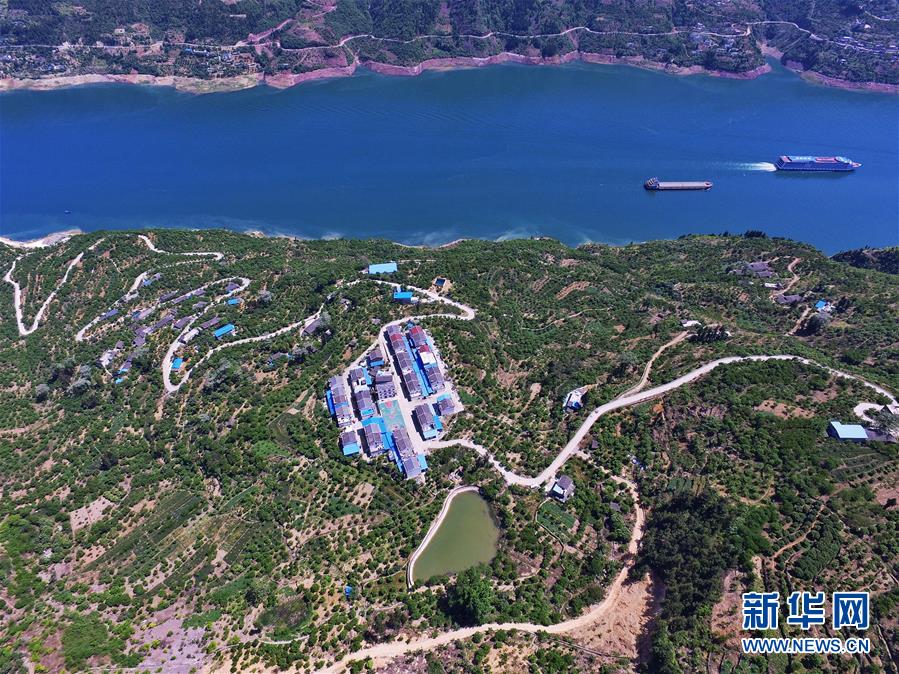 (在習(xí)近平新時(shí)代中國(guó)特色社會(huì)主義思想指引下——新時(shí)代新作為新篇章)(2)重慶巫山:“生態(tài)寶貝”變身“搖錢樹(shù)”