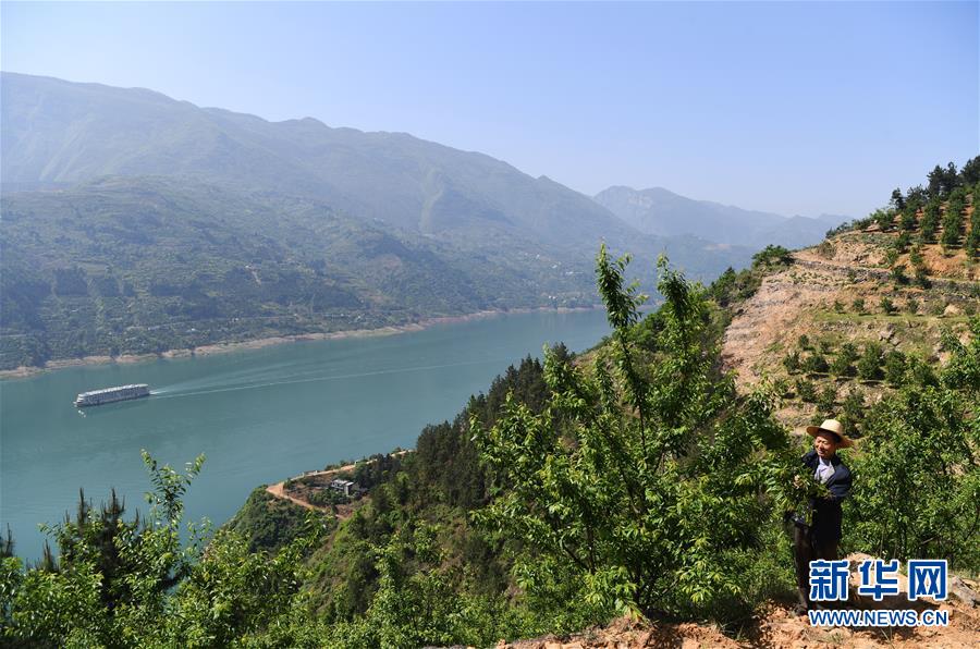 （在習(xí)近平新時(shí)代中國(guó)特色社會(huì)主義思想指引下&mdash;&mdash;新時(shí)代新作為新篇章）（12）重慶巫山：&ldquo;生態(tài)寶貝&rdquo;變身&ldquo;搖錢樹(shù)&rdquo;