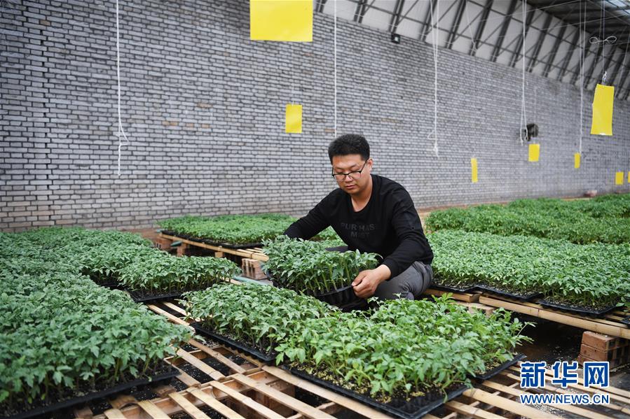 (在習(xí)近平新時(shí)代中國特色社會主義思想指引下——新時(shí)代新作為新篇章·圖文互動(dòng))(8)在綠色田野上書寫青春答卷——幾位“新農(nóng)民”的返鄉(xiāng)創(chuàng)業(yè)故事