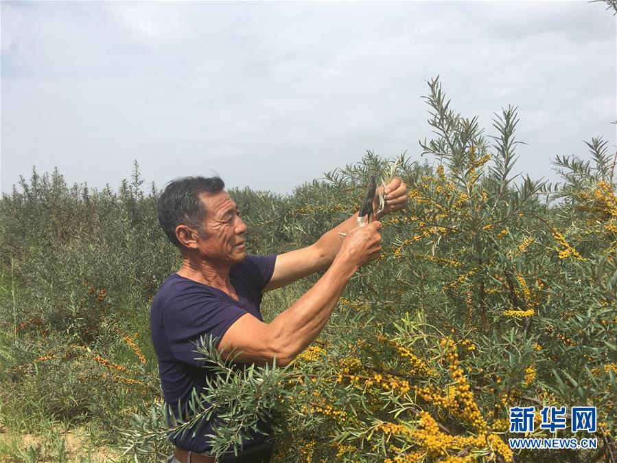 (權威訪談·聚焦中國經濟亮點·圖文互動)(4)防治土地荒漠化 推動綠色發(fā)展——專訪國家林業(yè)和草原局副局長劉東生