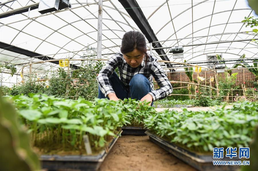(權威訪談·聚焦中國經濟亮點·圖文互動)(5)防治土地荒漠化 推動綠色發(fā)展——專訪國家林業(yè)和草原局副局長劉東生