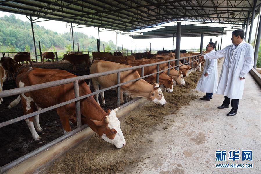 (直過民族脫貧攻堅(jiān)·圖文互動(dòng))(4)“人類童年·西盟佤部落”成長(zhǎng)記