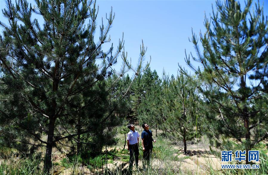 （壯麗70年&middot;奮斗新時(shí)代&middot;圖文互動(dòng)）（7）毛烏素治理：眾志縛流沙 塞外展新顏