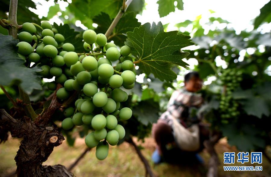 （新華全媒頭條&middot;圖文互動）（4）一個傳統(tǒng)農(nóng)業(yè)縣的脫貧之路&mdash;&mdash;來自河北新河的調(diào)查報(bào)告