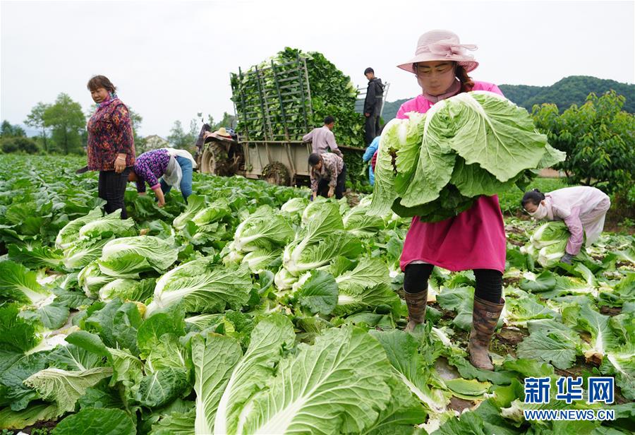 (走基層 聽(tīng)民聲·圖文互動(dòng))(1)陜西:太白山下種蔬菜 質(zhì)優(yōu)價(jià)高不愁賣