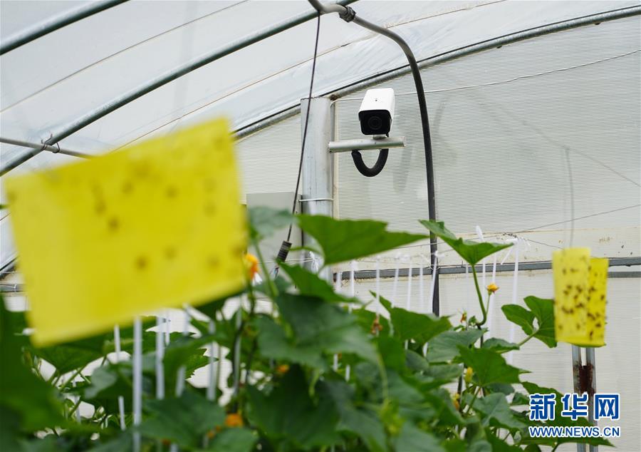 (走基層 聽(tīng)民聲·圖文互動(dòng))(2)陜西:太白山下種蔬菜 質(zhì)優(yōu)價(jià)高不愁賣