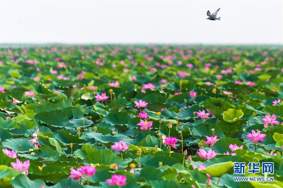 (壯麗70年·奮斗新時(shí)代——共和國發(fā)展成就巡禮·圖文互動(dòng))(5)潮涌楚天闊——湖北砥礪奮進(jìn)70年譜寫高質(zhì)量發(fā)展華章