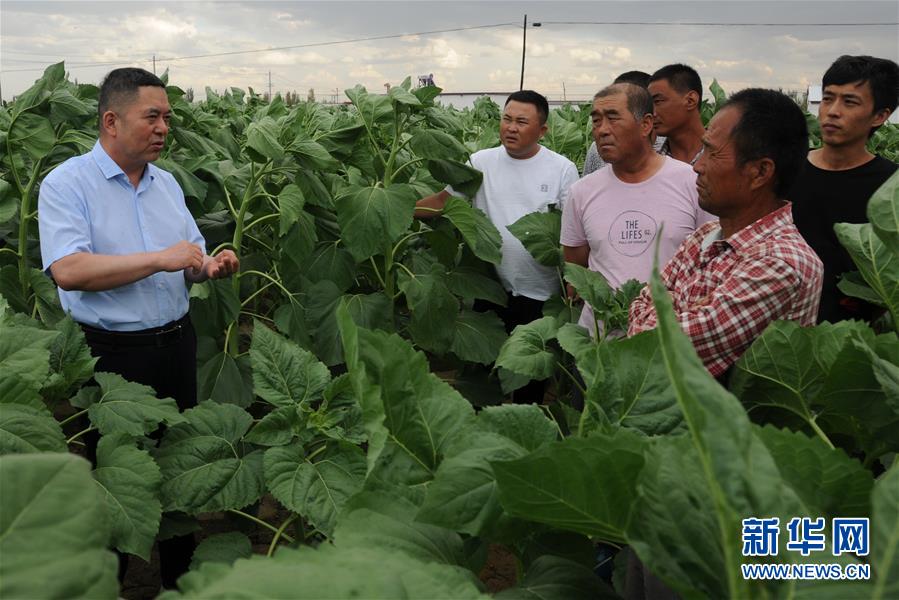 (愛(ài)國(guó)情 奮斗者·圖片互動(dòng))(4)張永平:像打造“中國(guó)芯”一樣打造“中國(guó)葵”