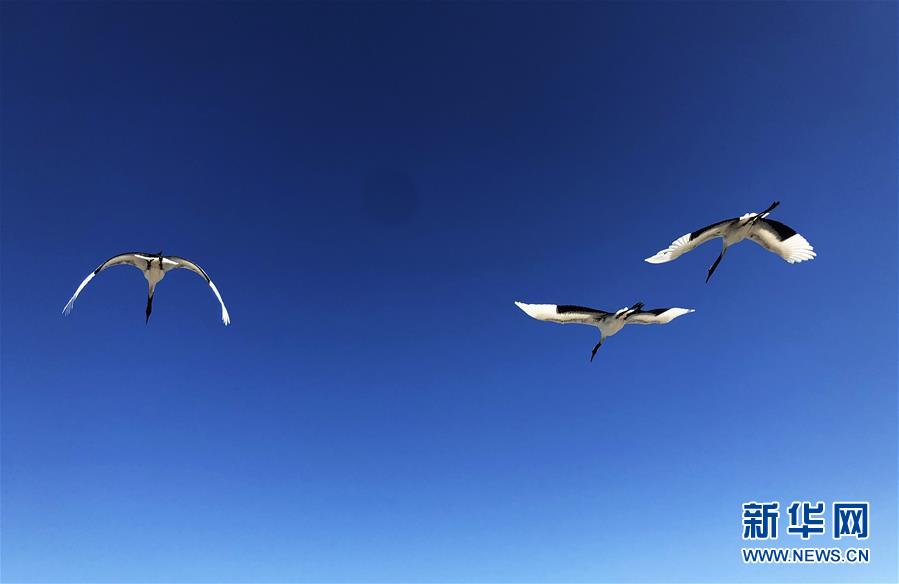 (在習(xí)近平新時(shí)代中國特色社會(huì)主義思想指引下——新時(shí)代新作為新篇章·圖文互動(dòng))(3)從“人鳥爭食” 到“人鶴和諧”——濕地生態(tài)保護(hù)的“扎龍?zhí)剿?rdquo;