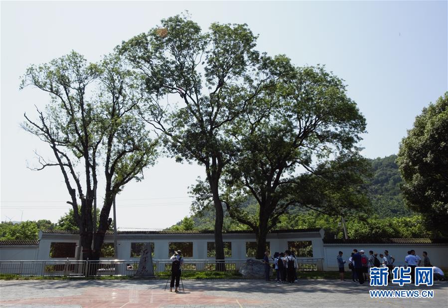 （壯麗70年&middot;奮斗新時(shí)代&mdash;&mdash;記者再走長(zhǎng)征路&middot;圖文互動(dòng)）（6）&ldquo;紅軍樹(shù)&rdquo;下憶初心、守初心