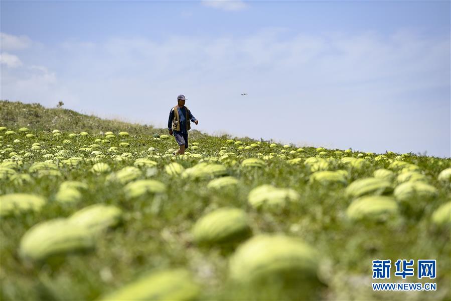 （壯麗70年&middot;奮斗新時(shí)代&mdash;&mdash;共和國(guó)發(fā)展成就巡禮&middot;圖文互動(dòng)）（4）生態(tài)美、百姓富&mdash;&mdash;品讀嶄新&ldquo;寧夏畫卷&rdquo;