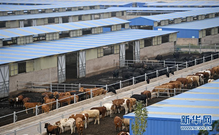 （壯麗70年&middot;奮斗新時(shí)代&mdash;&mdash;共和國(guó)發(fā)展成就巡禮&middot;圖文互動(dòng)）（11）生態(tài)美、百姓富&mdash;&mdash;品讀嶄新&ldquo;寧夏畫卷&rdquo;