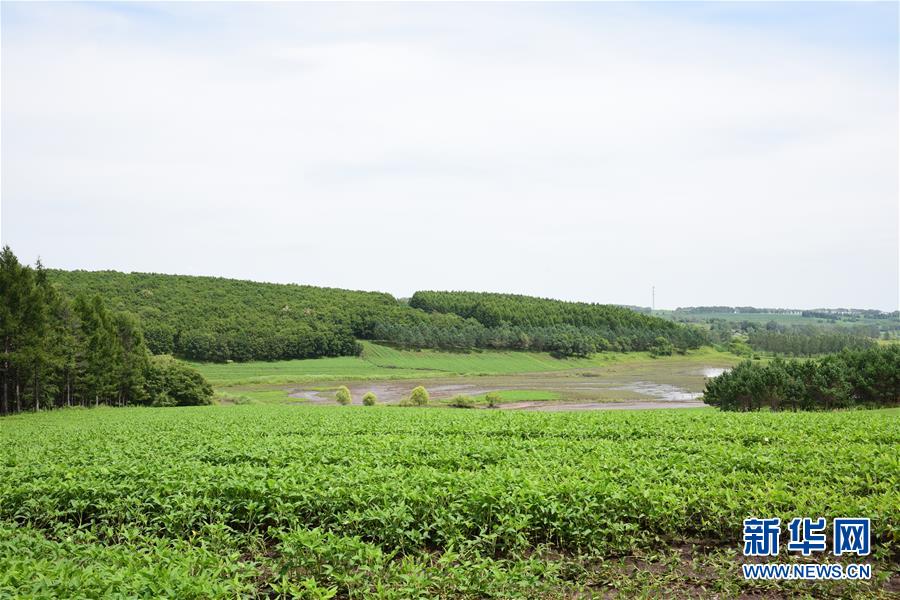 (在習近平新時代中國特色社會主義思想指引下——新時代新作為新篇章·圖文互動)(2)向林木要錢,讓綠樹生金——黑龍江省拜泉縣發(fā)展綠色經濟助脫貧