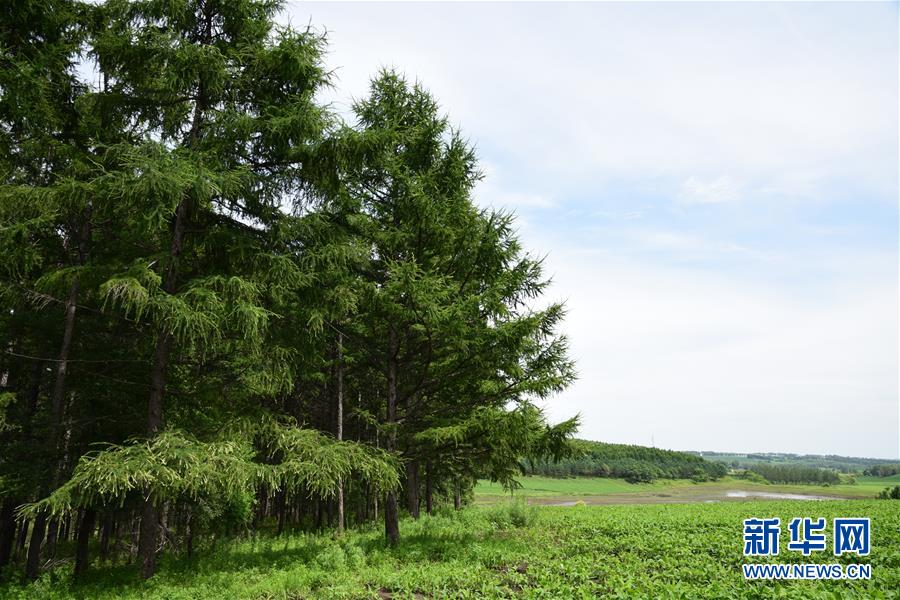 (在習近平新時代中國特色社會主義思想指引下——新時代新作為新篇章·圖文互動)(1)向林木要錢,讓綠樹生金——黑龍江省拜泉縣發(fā)展綠色經濟助脫貧