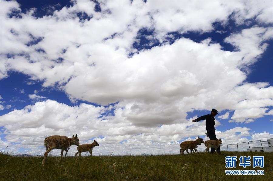 （今日關(guān)注&middot;第一屆國家公園論壇&middot;圖文互動）（5）首個國家公園什么樣？專家?guī)阆?ldquo;睹&rdquo;為快