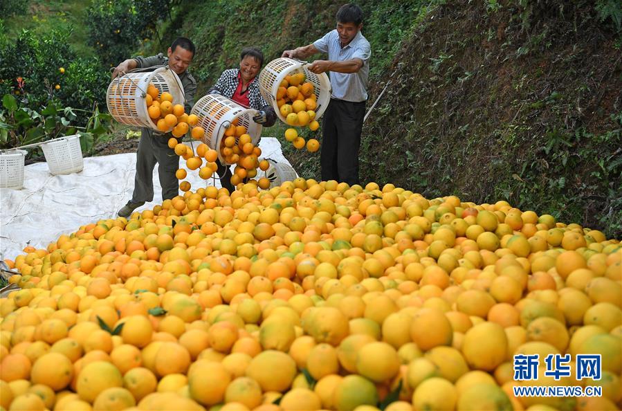 (紅土地“往事新說”·圖文互動)(7)昔日房前“一棵苗” 今朝引來橙滿枝