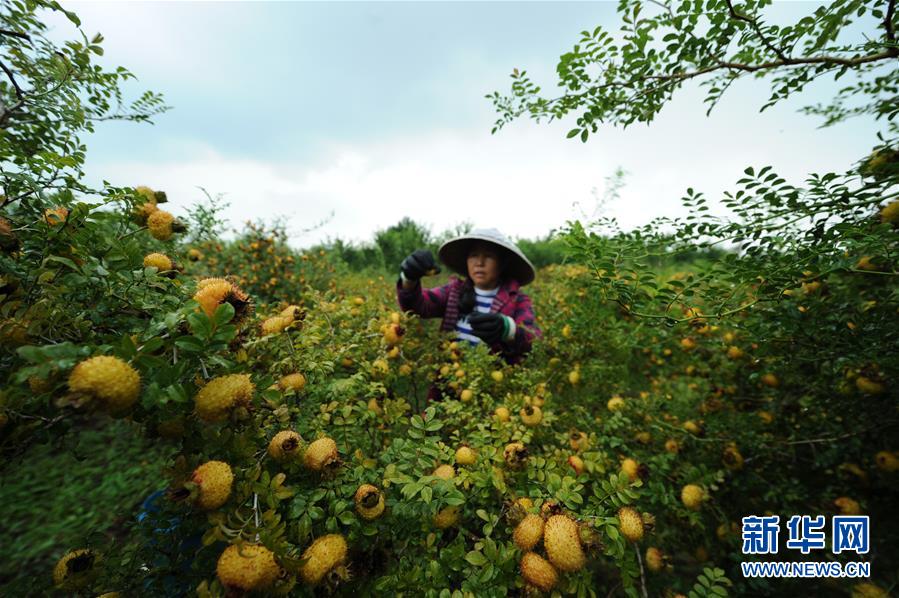 （全面深化改革&middot;圖文互動(dòng)）（3）&ldquo;減&rdquo;出效益 &ldquo;融&rdquo;出特色 &ldquo;服&rdquo;出動(dòng)力&mdash;&mdash;貴州推進(jìn)農(nóng)村產(chǎn)業(yè)結(jié)構(gòu)調(diào)整觀察