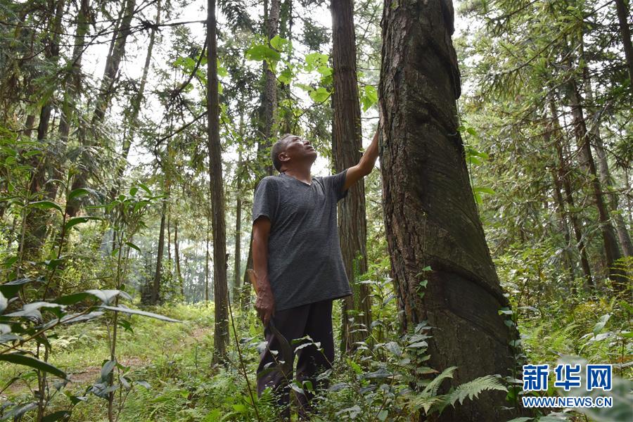 （愛國情 奮斗者&middot;圖文互動）（3）貴州印江高石坎護(hù)林隊：半輩子，以林場為家
