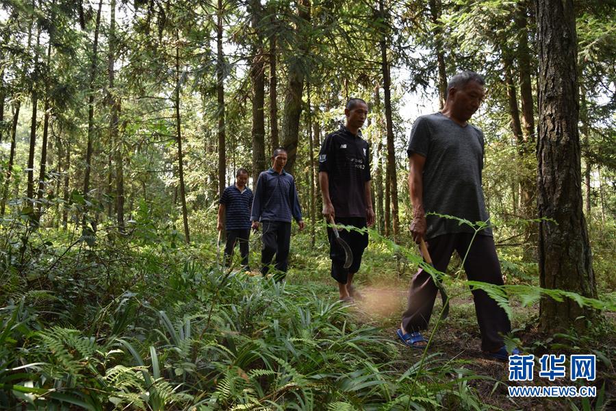（愛國情 奮斗者&middot;圖文互動）（1）貴州印江高石坎護(hù)林隊：半輩子，以林場為家