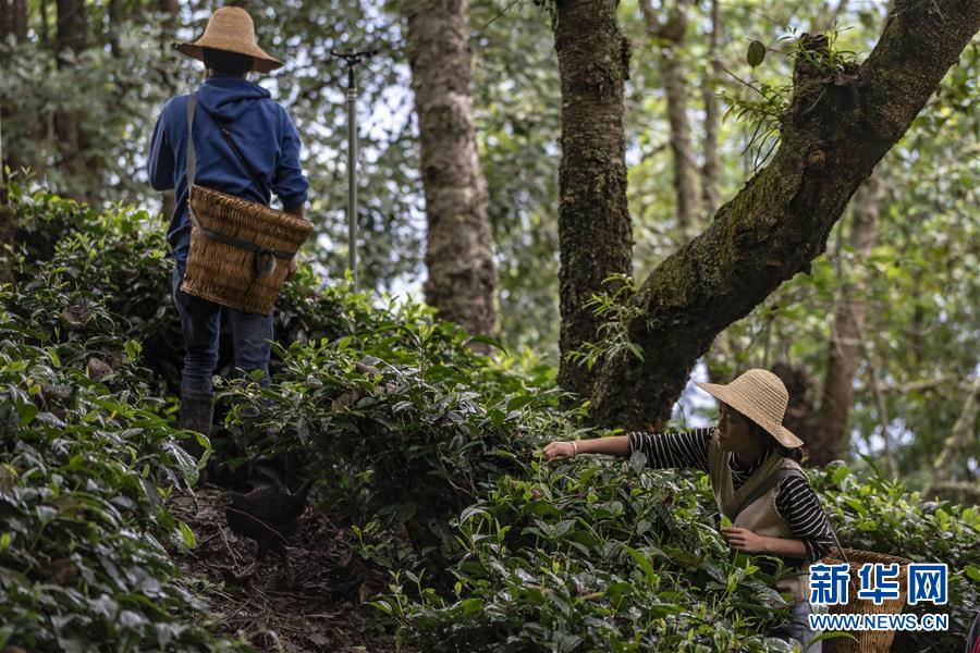 （新華全媒頭條&middot;決戰(zhàn)決勝脫貧攻堅(jiān)&middot;圖文互動）（3）為了人與自然和諧共生&mdash;&mdash;云南&ldquo;三江并流&rdquo;地區(qū)決戰(zhàn)精準(zhǔn)脫貧的&ldquo;生態(tài)畫卷&rdquo;