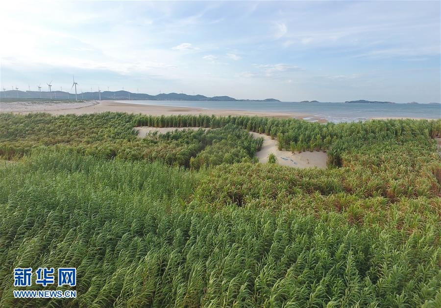 （不忘初心、牢記使命&middot;圖文互動(dòng)）（2）拳拳寸草心 濃濃報(bào)國情&mdash;&mdash;記&ldquo;菌草之父&rdquo;林占熺